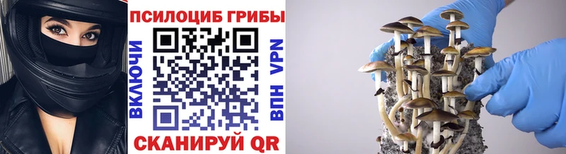 Псилоцибиновые грибы Psilocybe  Любим 